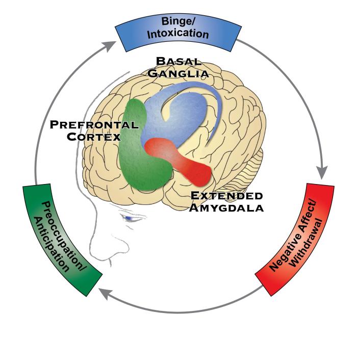 Three_Stages_Alcohol_Disorder_Cycle_Brain_Graphic_English